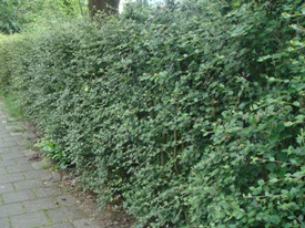 Cotoneaster franchetii dwergmispel haag heg haie hedge Hecke Zaun