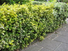 Euonymus fortunei klimop haag heg haie hedge Hecke Zaun