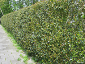 Ilex aquifolium haag heg haie hedge Hecke Zaun