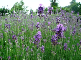 Lavandula angustifolia lavendel haag heg haie hedge Hecke Zaun