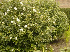 Viburnum tinus haag heg haie hedge Hecke Zaun
